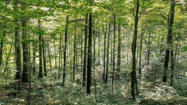 Nettoyer avec de l'eau - comment Geberit AquaClean aide à économiser du bois